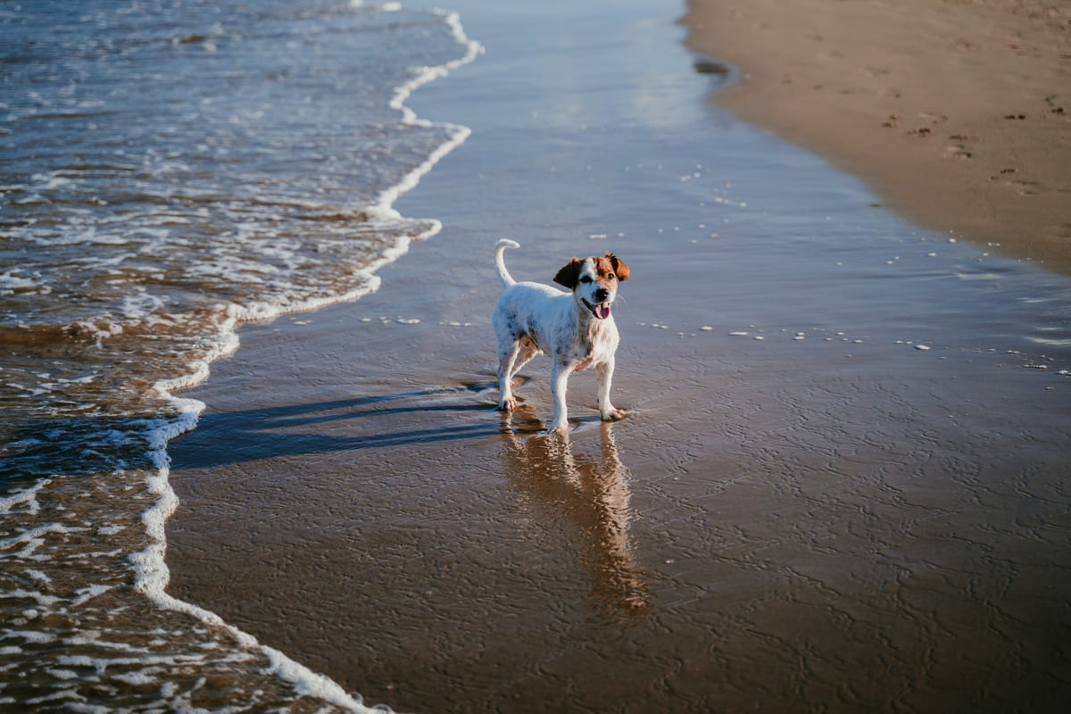 Perro jugando en la playa